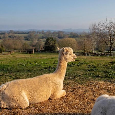 Charlie'S Cottage With Alpacas And 7Mins Drive To Alton Towers Denstone Kültér fotó
